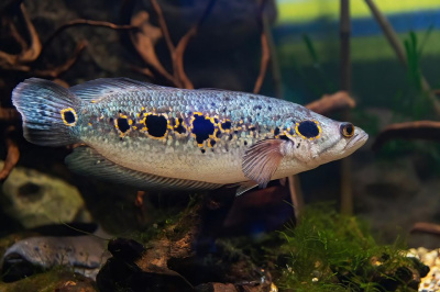 Змееголов Глазчатый